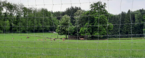 Damwild hinter Gittern