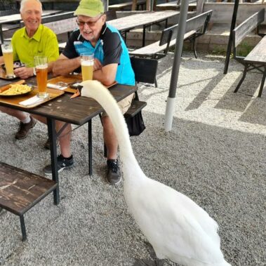der heimliche Star im Lauterbacher