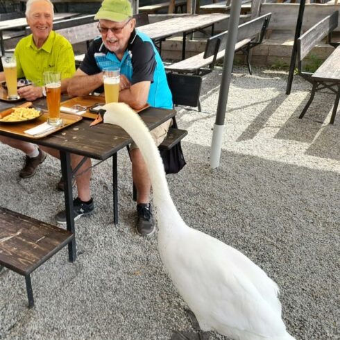 der heimliche Star im Lauterbacher