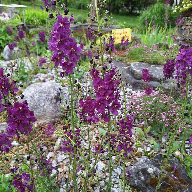 im Garten des Gartenbauvereins