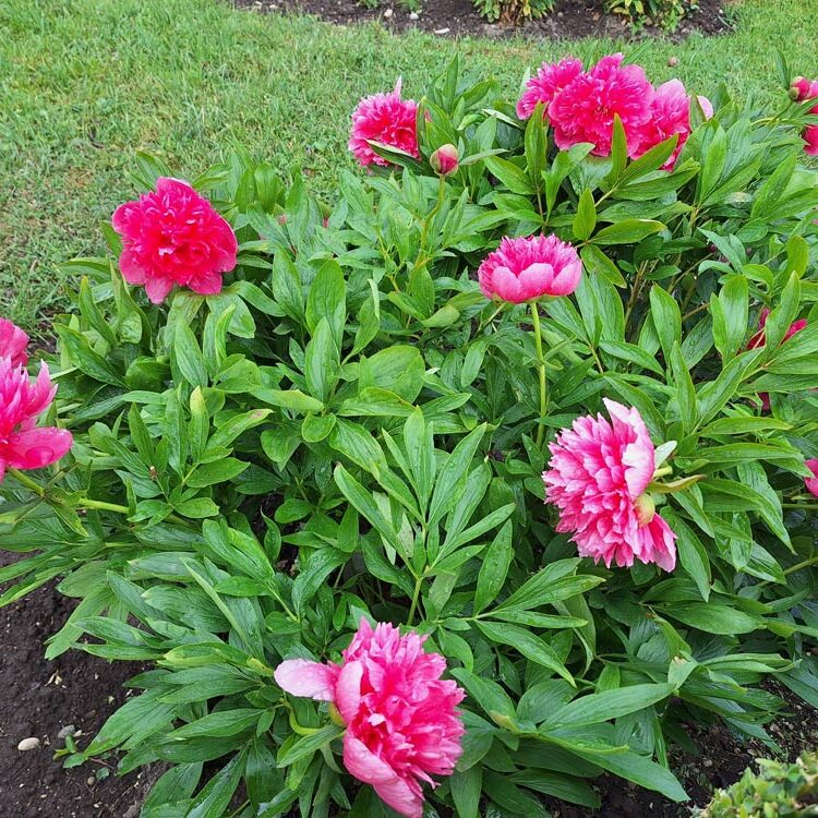 im Garten des Gartenbauvereins