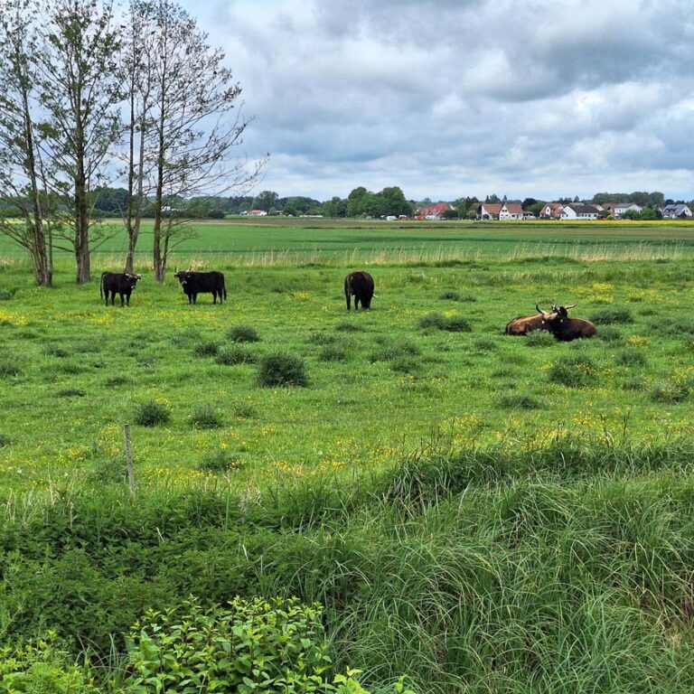 Auerochsen