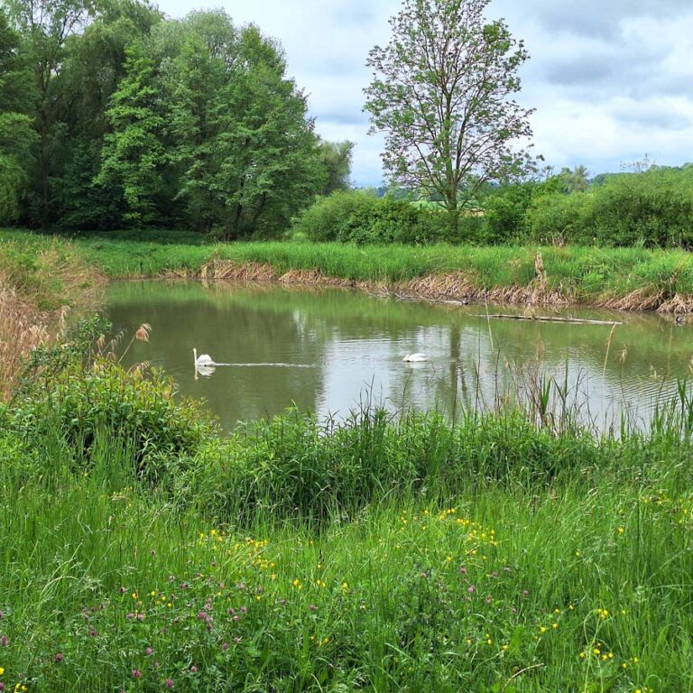 Fischweiher mit Schwänen