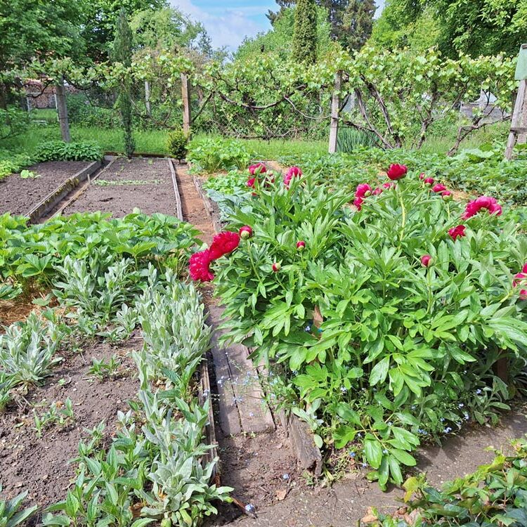 im Garten des Gartenbauvereins